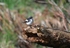 Pied Flycatcher