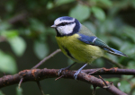 Blue Tit
