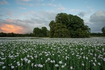 Opium Poppies Drax Estate