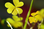 Flowers 15 - 08