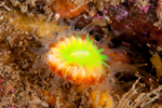 Caryophyllia smithii