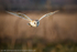 Barn Owl (Tyto Alba) in flight