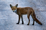 Red Fox on the road at Middlebere