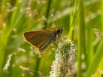 Small Skipper