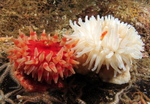 Urticina felina