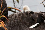 Hitching a Ride 2