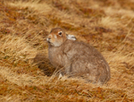 Mountain Hare - Lepus timidus