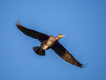Cormorant