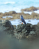 Common Black Hawk on rocks, Casa Corcovado, Costa Rica