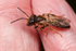 Andrena bucephala (m)