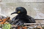 Shag