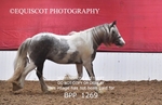 BPP_1269