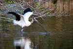 Wood Stork prepares to take off, Wakodahatchee Wetlands, Florida
