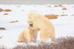 Polar Bear held in headlock during fight, Churchill, Canada