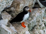 Puffin