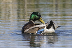 Mallard  (m)