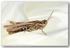 1585 grasshopper on dahlia a