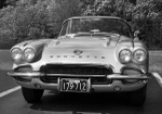 Stingray