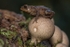 Toad on a Toadstool