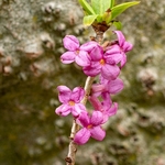 Mezereon (Daphne mezereon).