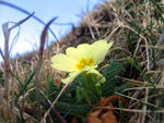 First Primrose