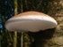Birch Polypore