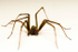 Common housespider