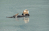 Sea otter