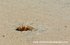 ANG008: Ghost crab