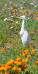 Cattle Egret in wildflowers