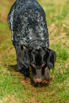 German Shorthaired Pointer-4201