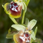 (Ophrys oxyrrynchos) an orchid   endemic mainly to Sicily and the Salento region