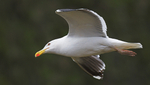 Herring Gull