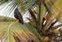 Common Black Hawk perched, Bocas del Toro, Panama