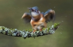 Female Kingfisher