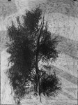 8. Seaweed, Graphite on Paper, 76cm x 57cm