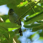 Western Slaty-Antshrike portfolio