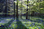 Bluebell Splay
