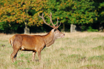 Red Deer