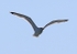 090529 SEAGULL IMG_5204