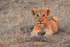 Lion cub