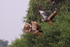 Two Southern Screamers in flight, Pantanal, Brazil