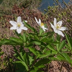 Wood anemone (Anemonoides nemorosa syn. Anemone nemorosa),