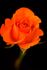 Single Orange Rose - DSC_6405_00070
