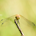 Female Common darter