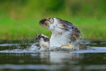 Rothiemurchus Osprey flapping in water