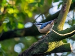 Nuthatch