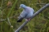 Stock Dove