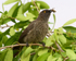 Arrow-marked Babbler with grasshopper