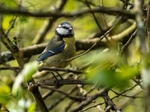 Blue Tit